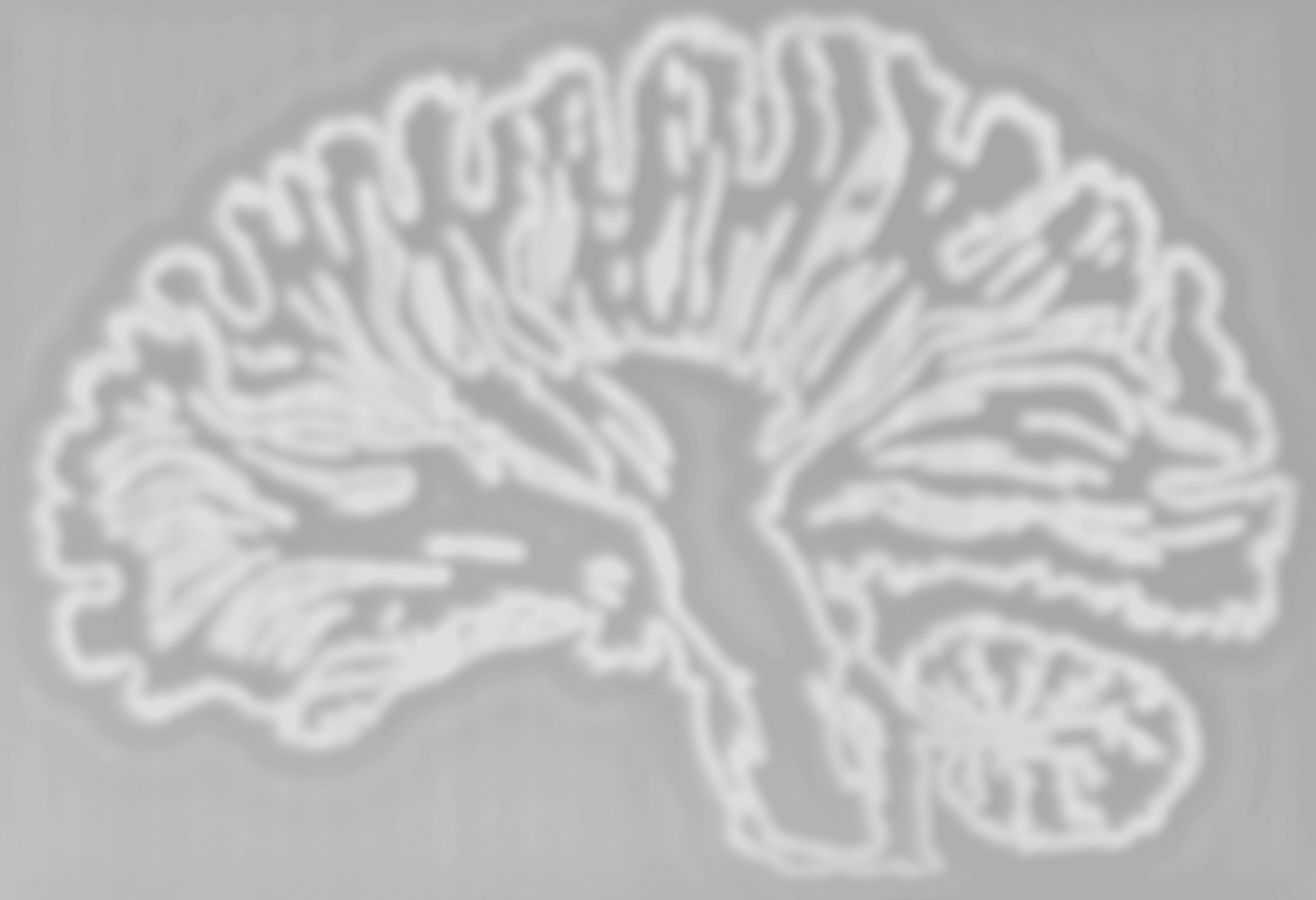 Brain